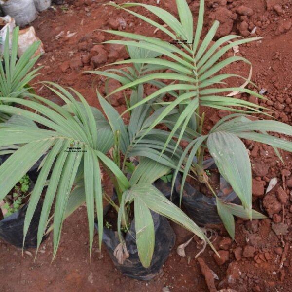 Piccabeen Palm Seedlings