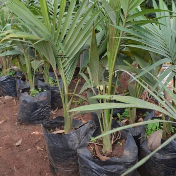 Piccabeen Palm Seedlings