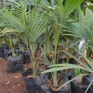 Piccabeen Palm Seedlings