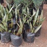 Snake Plant Seedlings
