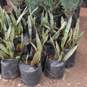 Snake Plant Seedlings