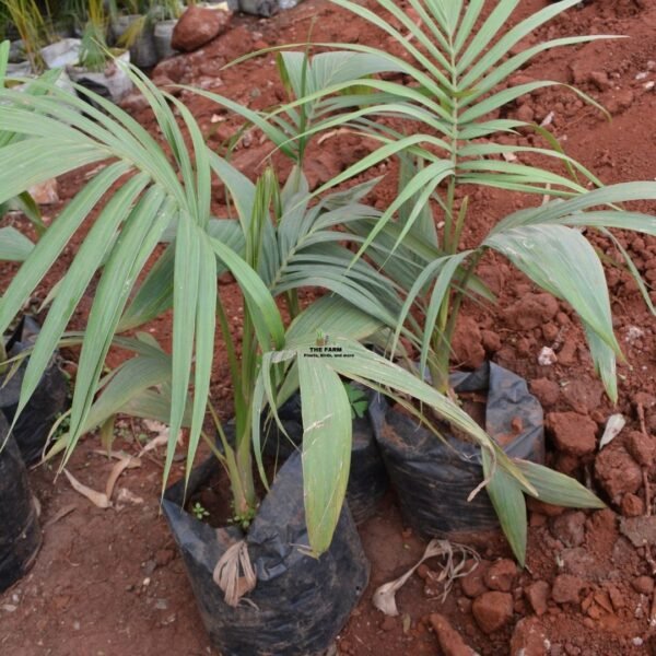 Piccabeen Palm Seedlings