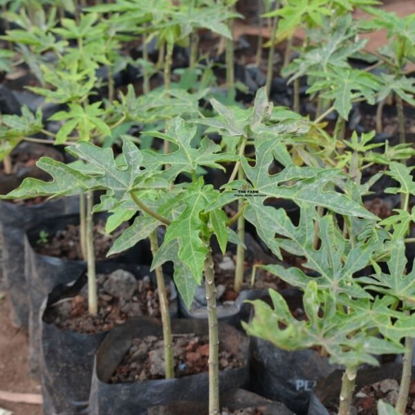 Pawpaw seedlings