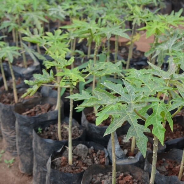 Pawpaw seedlings