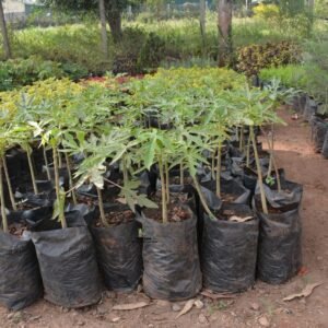 Pawpaw seedlings