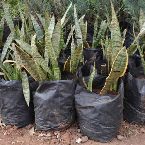 Snake Plant Seedlings