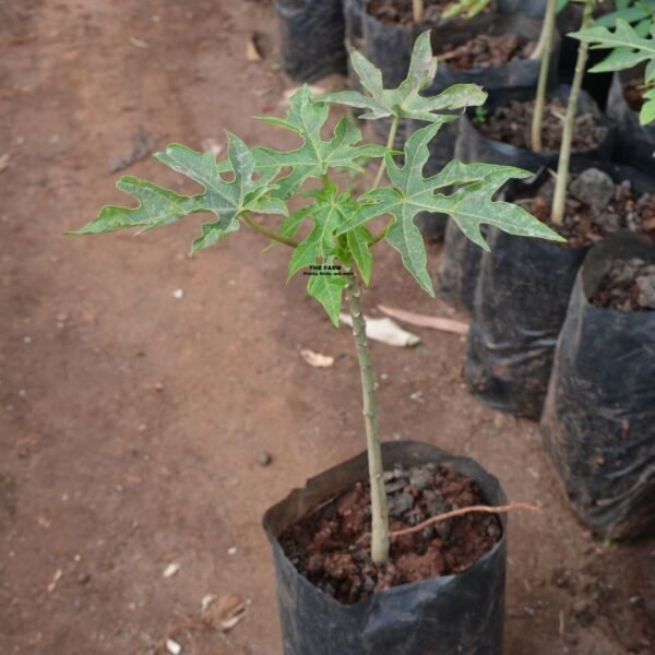 Pawpaw seedlings