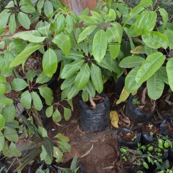 Schefflera Heptaphylla Plant Seedlings