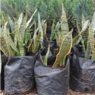 Snake Plant Seedlings