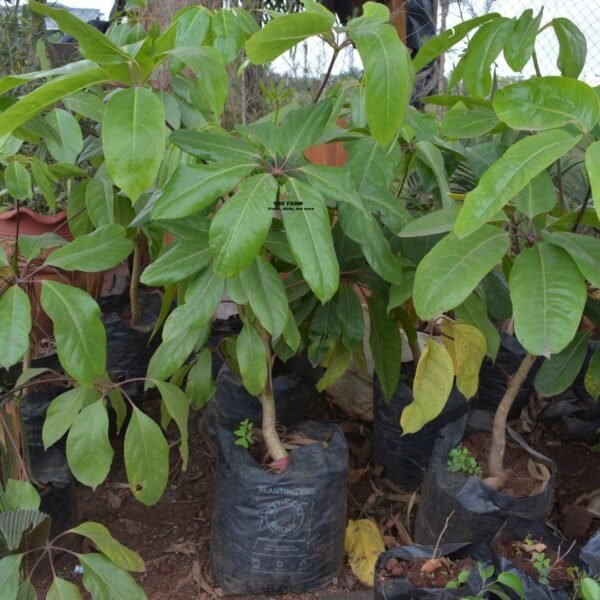 Schefflera Heptaphylla Plant Seedlings