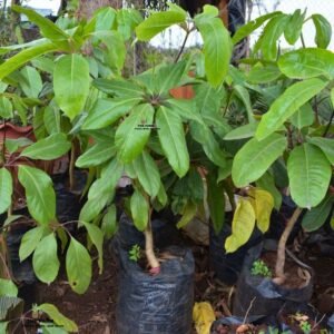 Schefflera Heptaphylla Plant Seedlings