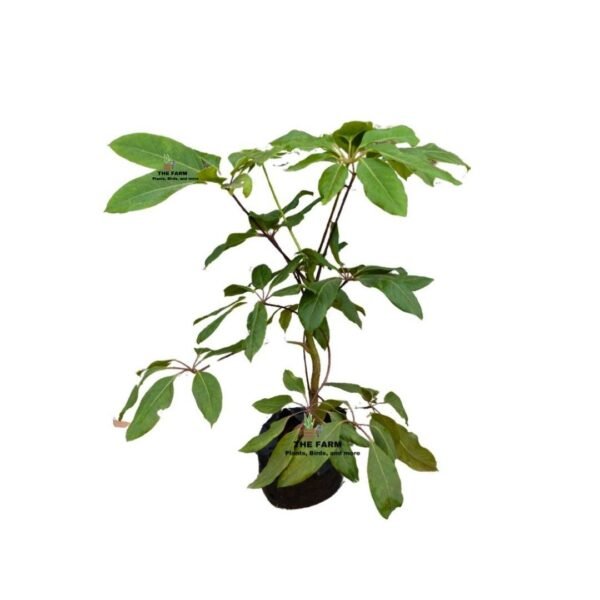 Schefflera Heptaphylla Plant Seedlings