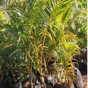 Areca Palm Seedling (2-Foot Tall)