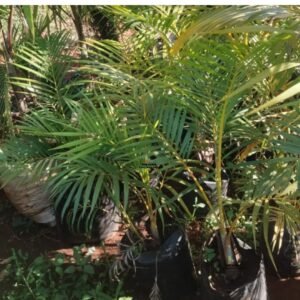 Areca Palm Seedling (1-Foot Tall)