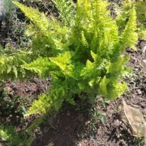 Boston Fern