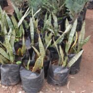 Snake Plant Seedlings