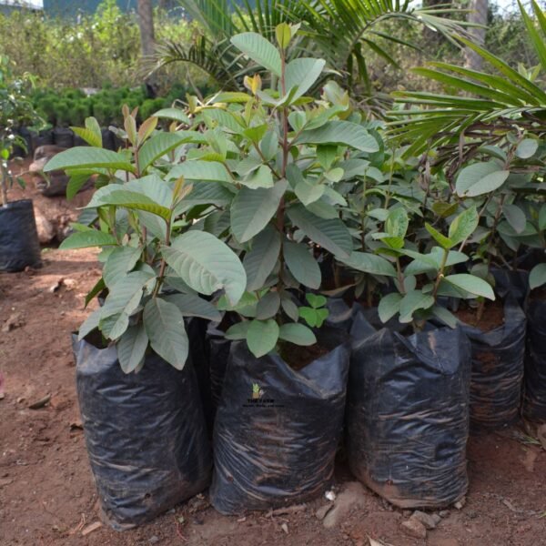 Guava seedlings