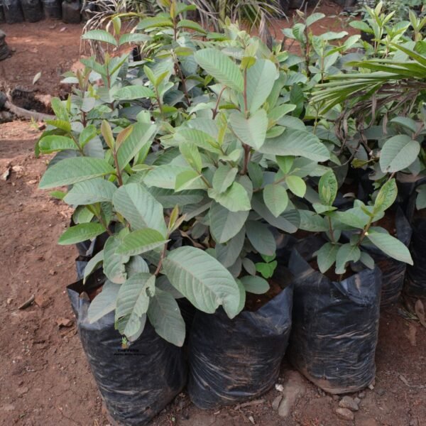 Guava seedlings