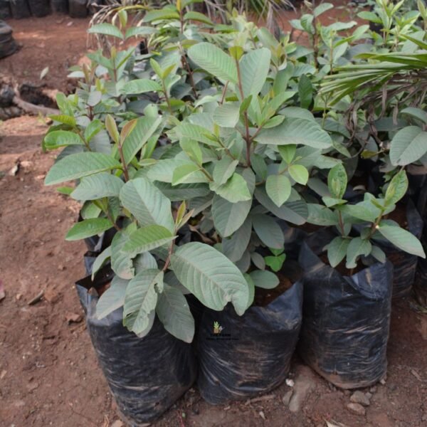 Guava seedlings