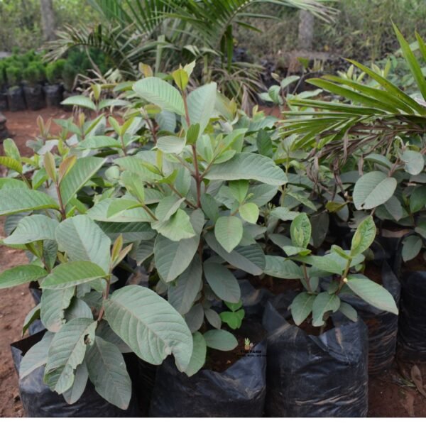 Guava seedlings