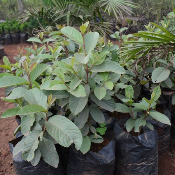 Guava seedlings