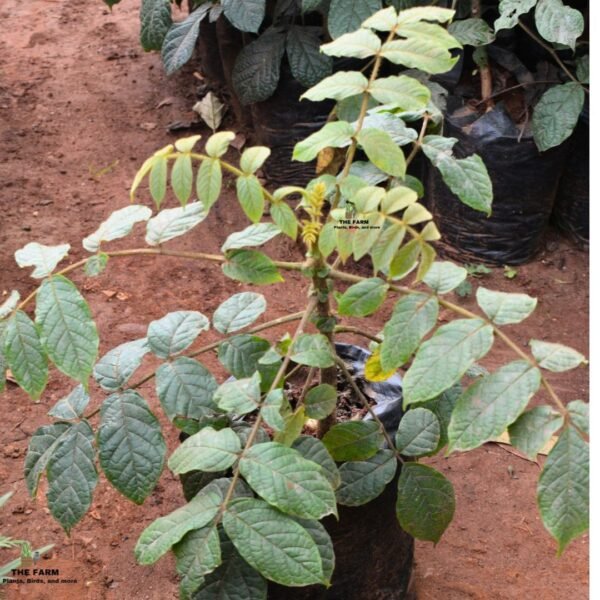 Nandi Flame Seedlings