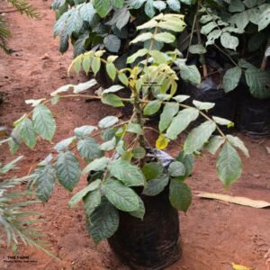 Nandi Flame Seedlings