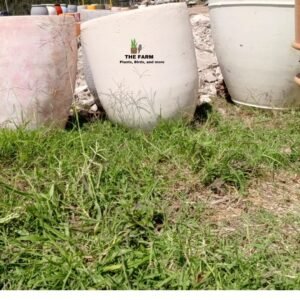 Round Concrete Planter Pots