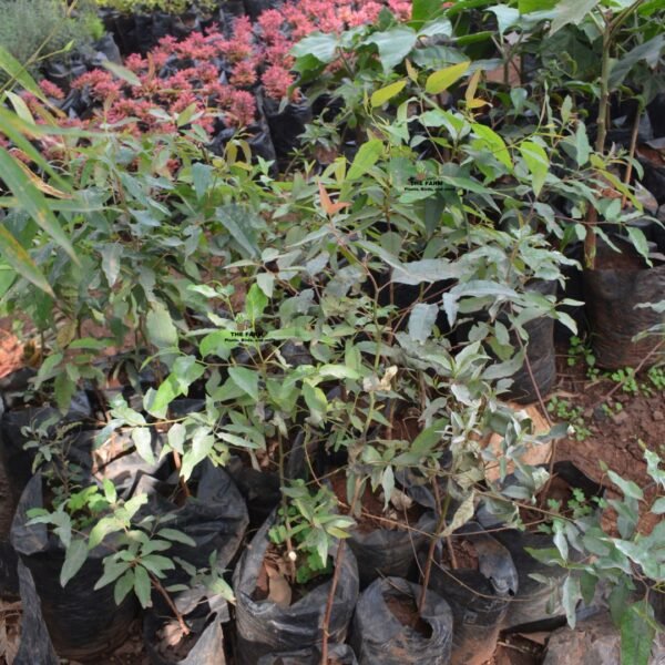 Eucalyptus Tree Seedlings