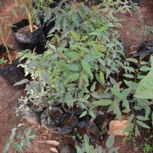 Eucalyptus Tree Seedlings