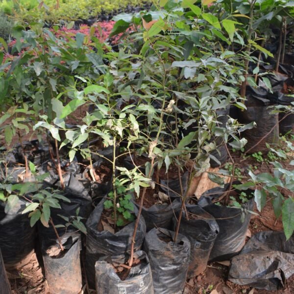 Eucalyptus Tree Seedlings