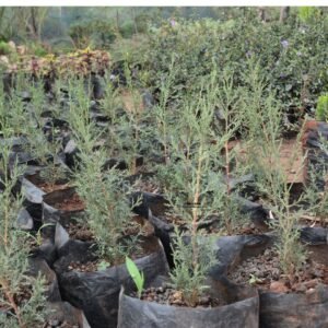 Italian Cypress Seedlings