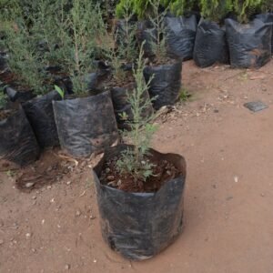 Italian Cypress Seedlings