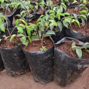 Ficus benjamina seedling