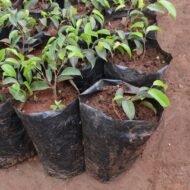 Ficus benjamina seedling