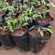 Ficus benjamina seedling