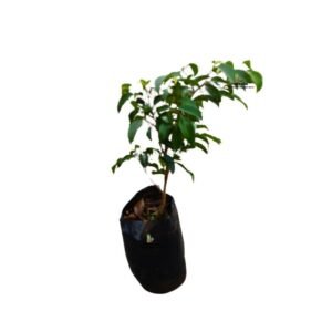 Ficus benjamina seedling