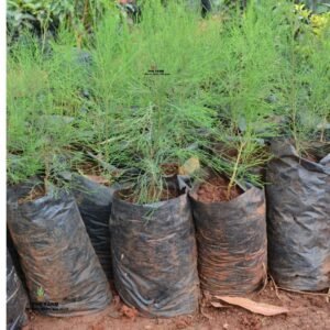 Casuarina tree seedlings