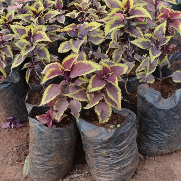 Coleus seedling plants