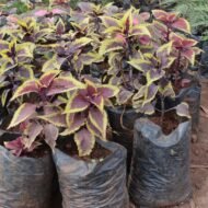 Coleus seedling plants