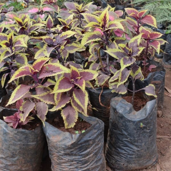 Coleus seedling plants