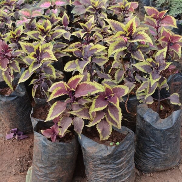 Coleus seedling plants