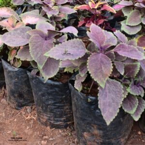 Coleus seedling plants