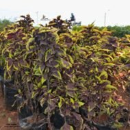 Coleus seedling plants