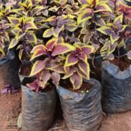 Coleus seedling plants