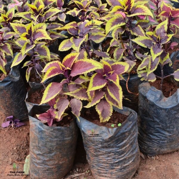 Coleus seedling plants