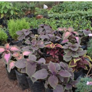 Coleus seedling plants