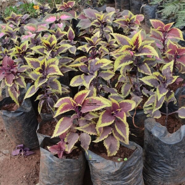 Coleus seedling plants