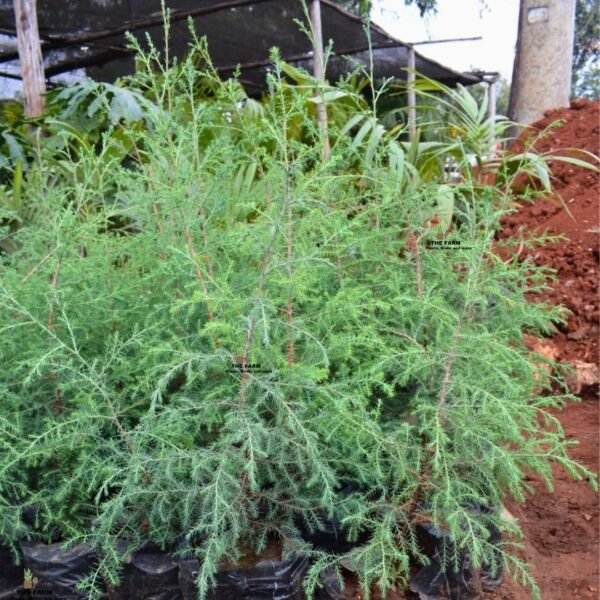 Conifer Seedlings