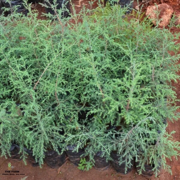 Conifer Seedlings